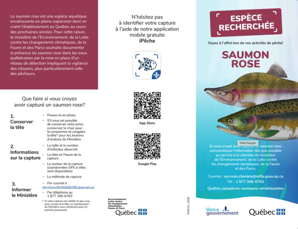 Affiche de sensibilisation portant sur le saumon rose. On encourage les pêcheurs à procéder au signalement de l'espèce et explique comment procéder. Puis, un encadré présente les distinctions entre le saumon rose, et le saumon atlantique et la truite arc-en-ciel, ces deux dernières espèces pouvant lui ressembler.